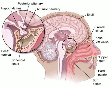 pituitary gland diagram.jpg (60 KB)